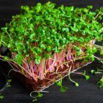 Benefits of Broccoli Sprouts